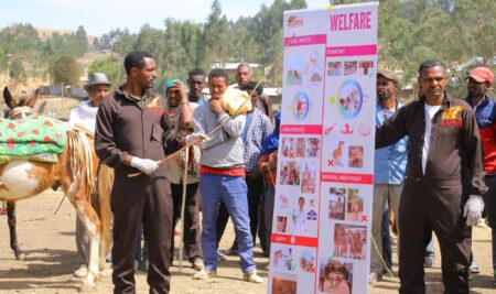 The University of Gondar Celebrated the 1st anniversary of the SPANA Project by Offering Preventive Treatment to Cattle
